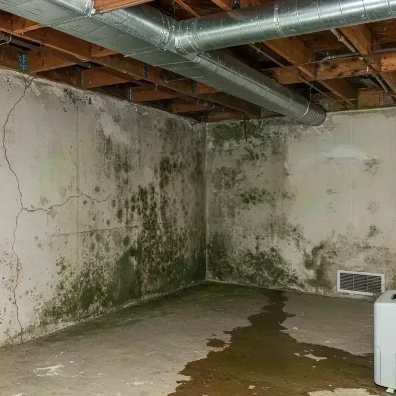 Professional Mold Removal in Capron, IL